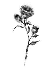 Burdock branch hand drawn. Medical plant.Greater burdock illustration isolated background.Honey herb, Agrimony Wild plant thistle, bloodthirsty. Inflorescence, flowers.burdock or arctium.Black ink