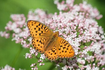 High brown fritillary, Fabriciana adippe, feeding on common valerian