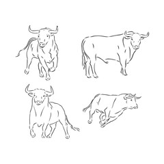 bulls vector, hand draw sketch. bull, vector sketch illustration