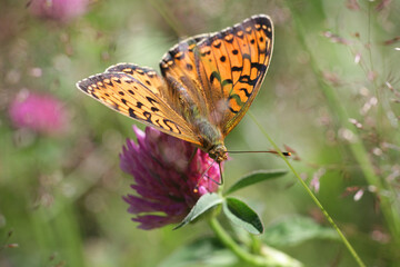 Dark Green Fritillary, Speyeria aglaja, feeding on red clover 
