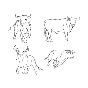 bulls vector, hand draw sketch. bull, vector sketch illustration
