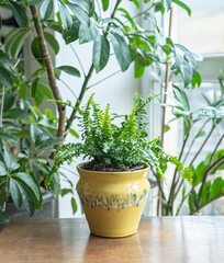 Plant in a yellow ceramic pot on a wooden table - urban jungle style