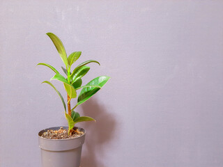 Indoor green ficus plant in a gray pot on a gray background.