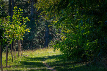 chemin dans la forêt