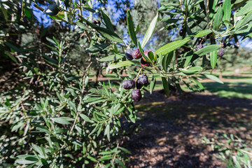 Black olives on olive branches. Olive harvest