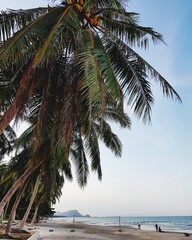 Fototapeta na wymiar Palm Tree By Sea Against Sky