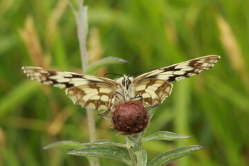 Papillon demi deuil des prairies, Mélanargia galathéa,