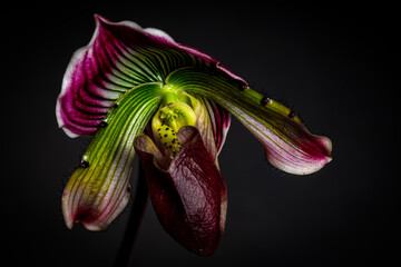Orchids with black background