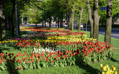 multicolored tulips in the flowerbed very beautiful gift for mother's day on March 8 very nice