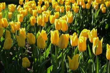 Obraz premium yellow tulips in the flowerbed very beautiful gift for mother's day on March 8 very nice