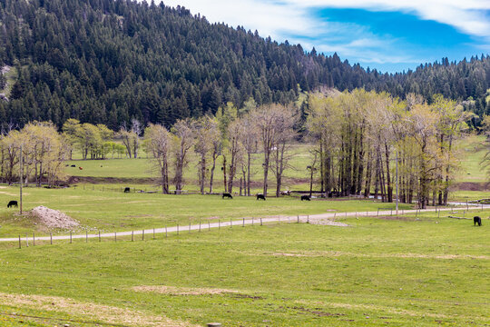 Cattle grazing in a field. Bever Mines. Alberta, Canada