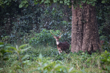 young spotted deer in Bardiya National Park in Nepal, looking at the camera