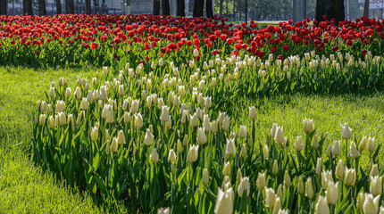 Fototapeta premium white tulips in the flowerbed very beautiful gift for mother's day on March 8 very nice