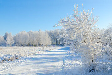 Trees in hoarfrost on clear sunny day