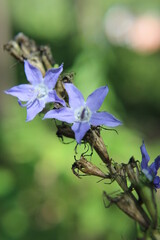 purple little flower