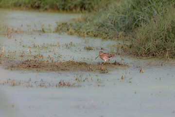 Pin-tailed Snipe-at Marshland of Baruipur, South 24 Parganas, West Bengal, India
