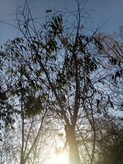 tree and sky