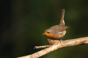 Petirrojo europeo posado en una rama  (Erithacus rubecula)