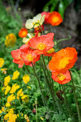 Red poppies bloom in summer garden