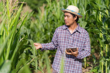 Smart farming Agricultural technology, Asian farmer in hat using a digital tablet standing in his farm in corn field