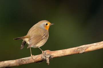 Petirrojo europeo posado en una rama  (Erithacus rubecula)