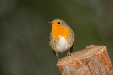 Petirrojo europeo posado en una rama  (Erithacus rubecula)