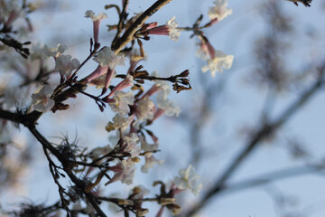 whiter flowers