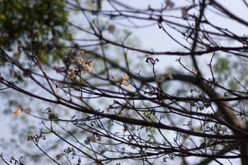 branches of a tree
