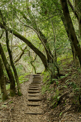 Stairs crossing California Bay Laurel Forest. Foothills Park, Santa Clara County, California, USA.