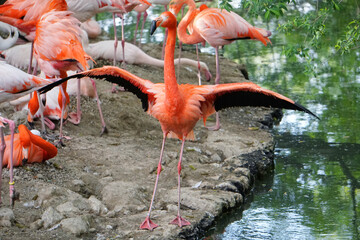 Flamingo With Open Wings Stock Photo Stock Images Stock Pictures