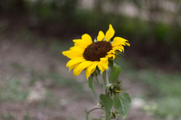 Sunflower in the garden