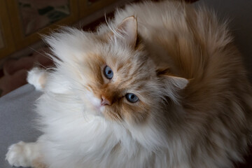 Naklejka na ściany i meble A white cat with blue eyes lies on the table.