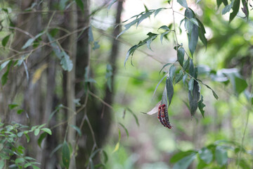 caterpillar on a leaf