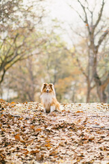 Portrait of dog gold sheltie colie sitting in the park in autumn with dry leaves