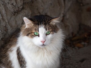 Portrait of a cat with green eyes