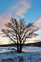 A tree lit at sunset