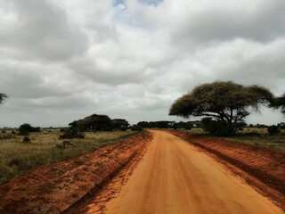road in a national park in Africa. road of orange sand or clay in a green field next to a sprawling...