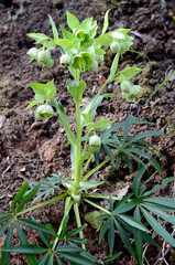 Spring wildflowers: Helleborus foetidus, toxic plant