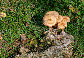 mushroom on the stump