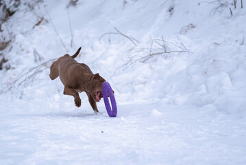 Fast pedigree American Pit Bull Terrier runs after a puller in the snow.