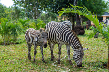 Fototapeta na wymiar baby zebra and zebra eating grass in front of other zebras
