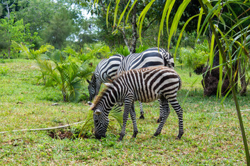 Fototapeta na wymiar baby zebra eating grass in front of other zebras