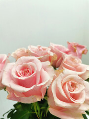 Pink rose bud close up. Bouquet on a white background