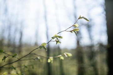 blooming tree in spring, leaves bloom, young green leaves 