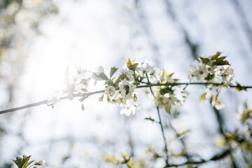 sakura branch cherry blossoms in the forest, sunny spring weather 