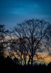 silhouette of tree at sunset with birds