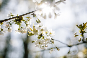 sakura branch cherry blossoms in the forest, sunny spring weather 