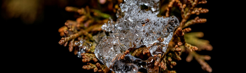 Close-up of ice drop on the plant at winter time. Colorful detail macro panoramic banner shot.