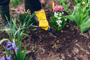 Farmer loosening soil with hand fork among spring flowers in garden.