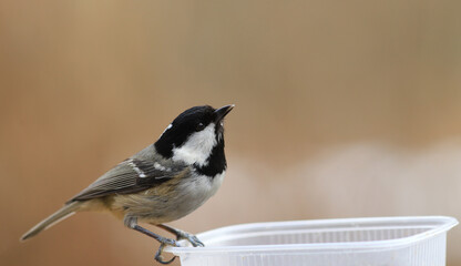Obraz premium A small Coal Tit sits sideways to the lens on a blurry brown background and looks up...